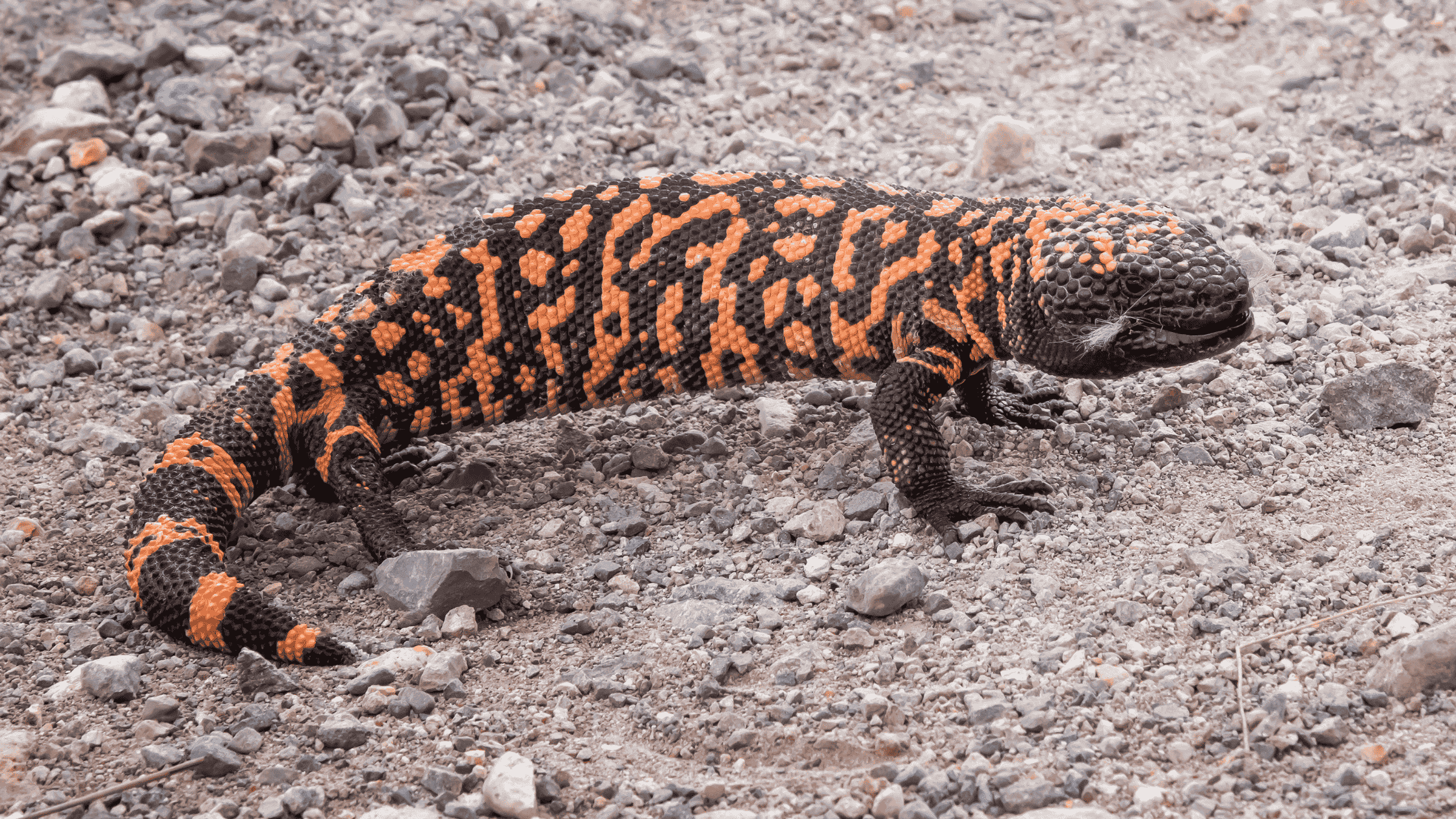 The Lizard in the Lab: How Desert Venom Revolutionized Modern Weight Management Medicine